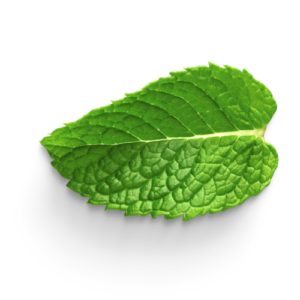 Power Plant Fertilizer - Engrais Bio Organique - Menthe