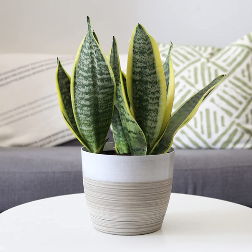 Power Plant Fertilizer - Engrais Bio Organique - Plante intérieur déco