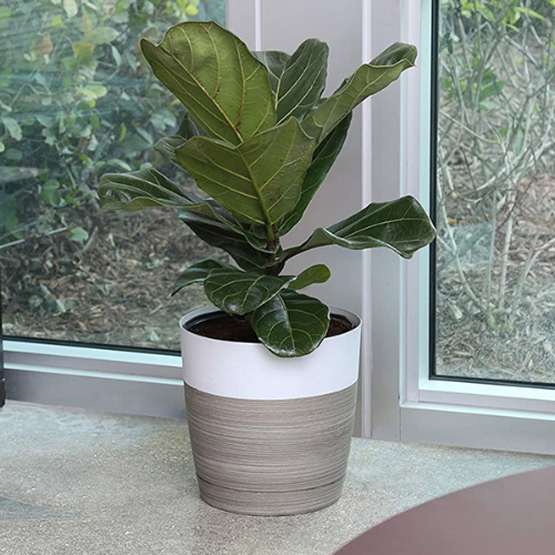 Power Plant Fertilizer - Engrais Bio Organique - Plante verte intérieur déco