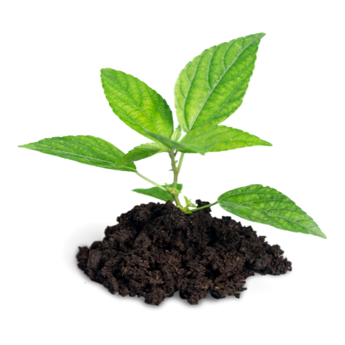 Power Plant Fertilizer - Engrais Bio Organique - pour les jeunes pousses