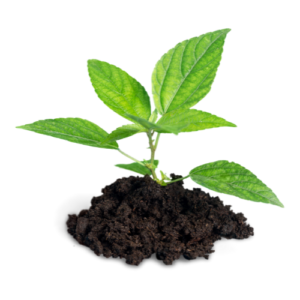 Power Plant Fertilizer - Engrais Bio Organique - pour les jeunes pousses