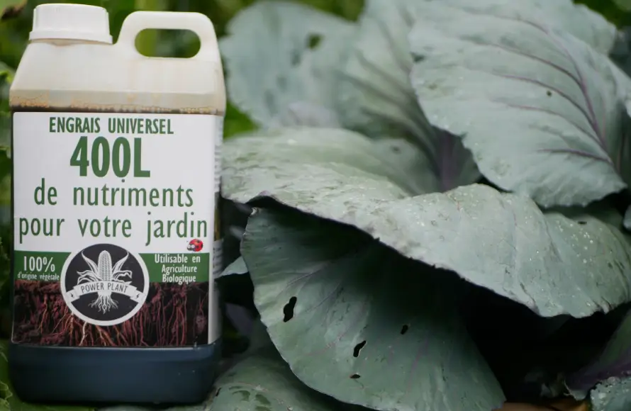 Power Plant Fertilizer - Engrais Naturel et bio - Plan de courgette